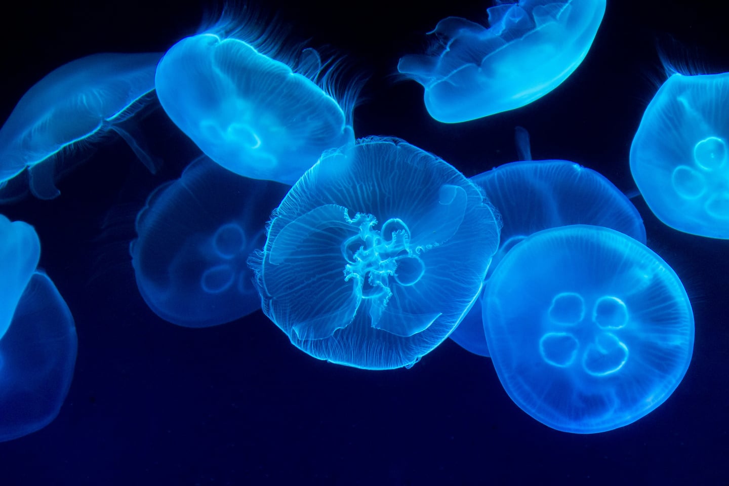Jellyfish underwater